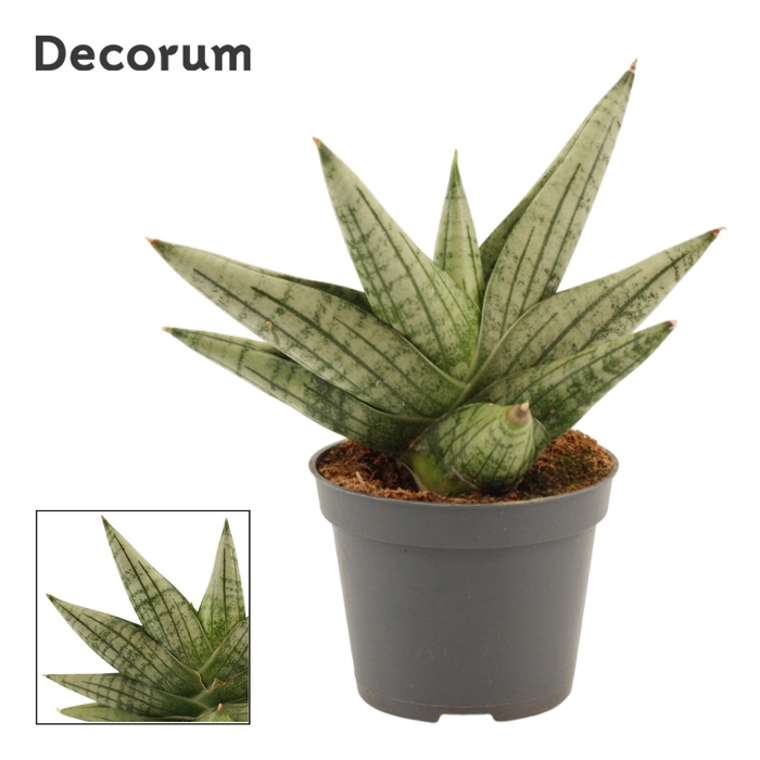 <h4>Sansevieria Yaya Fan 6 cm (Decorum)</h4>