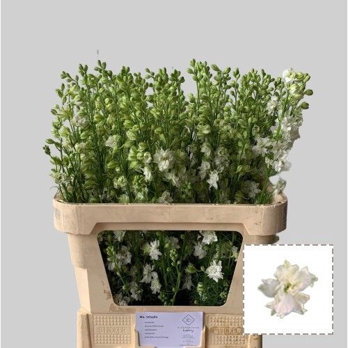 <h4>Delph Ridder White GE Op Hof</h4>
