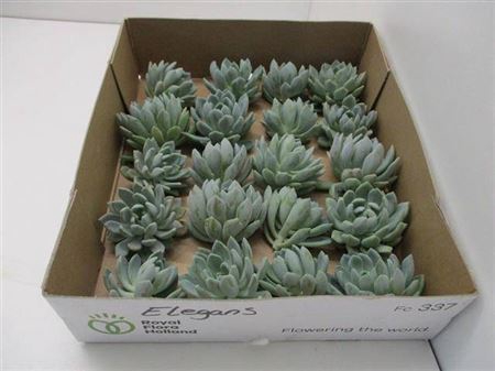 <h4>Echeveria Groen Derenbergi</h4>