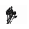 Chardon Black