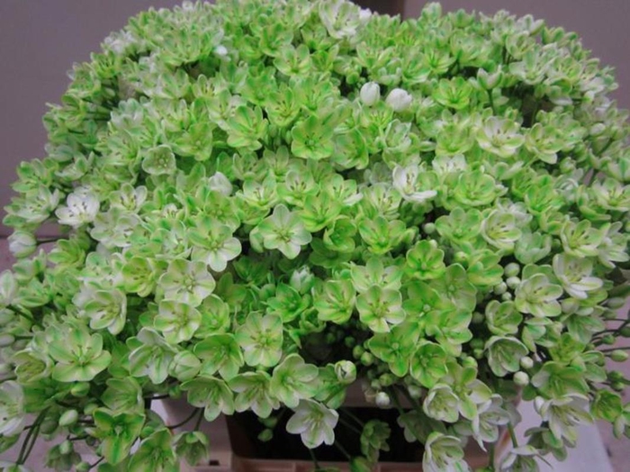 <h4>Allium Flocon G Groen</h4>