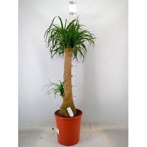 Beaucarnea recurvata