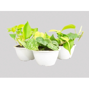 JIBOIA VARIADO C13 PENDENTE