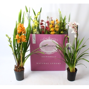 Cymbidium kleuren mix 2 tak