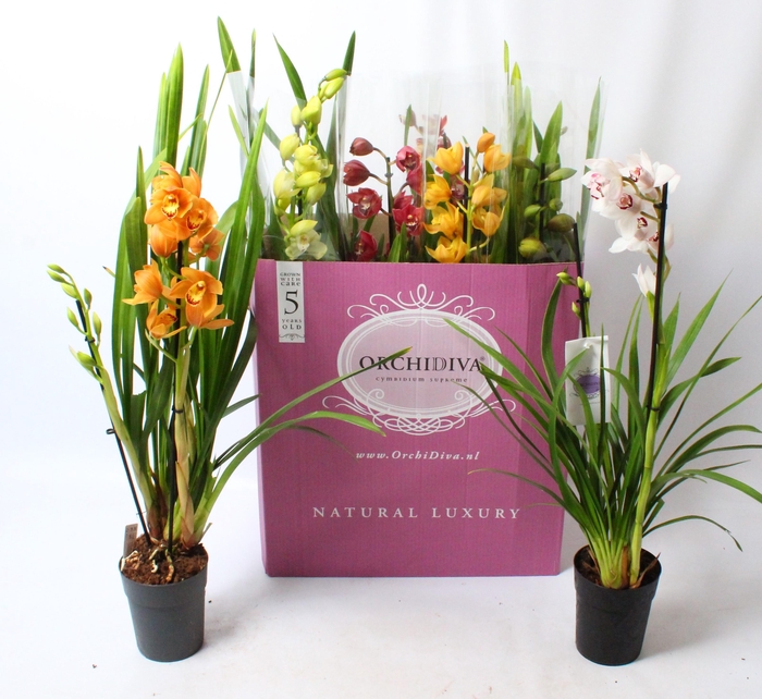 <h4>Cymbidium kleuren mix 2 tak</h4>