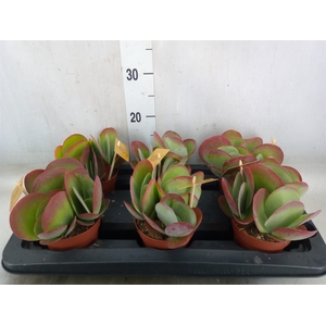 Kalanchoe NF thyrsiflora