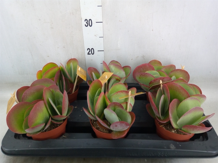 <h4>Kalanchoe NF thyrsiflora</h4>
