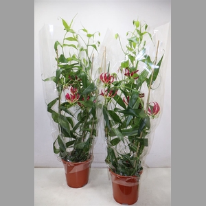 Gloriosa Rothschild