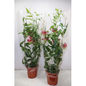 Gloriosa Rothschild
