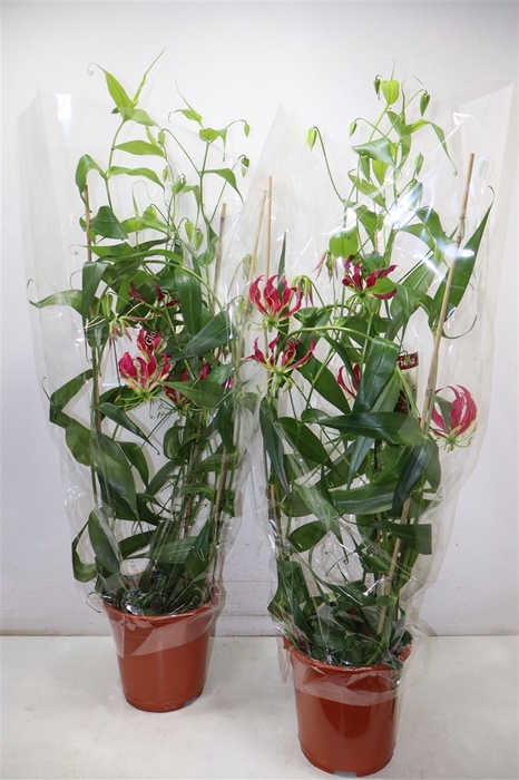 <h4>Gloriosa Rothschild</h4>