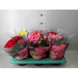 Begonia elat. DU   ...mix