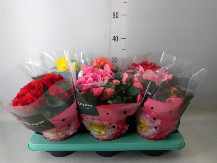 <h4>Begonia elat. DU   ...mix</h4>