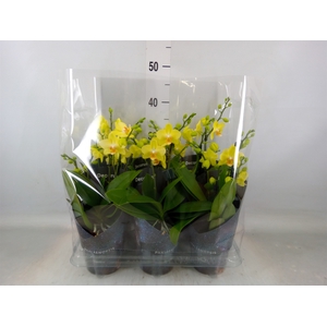 Phalaenopsis multi. 'Ant Albenga'