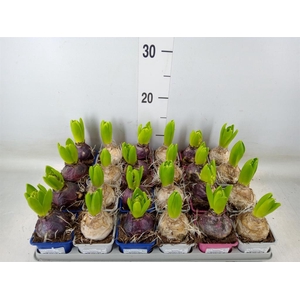 Hyacinthus orie.   ...mix 3