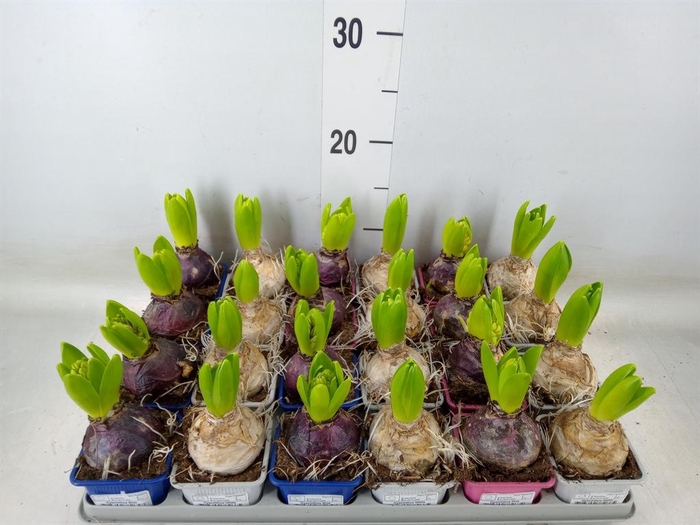 <h4>Hyacinthus orie.   ...mix 3</h4>