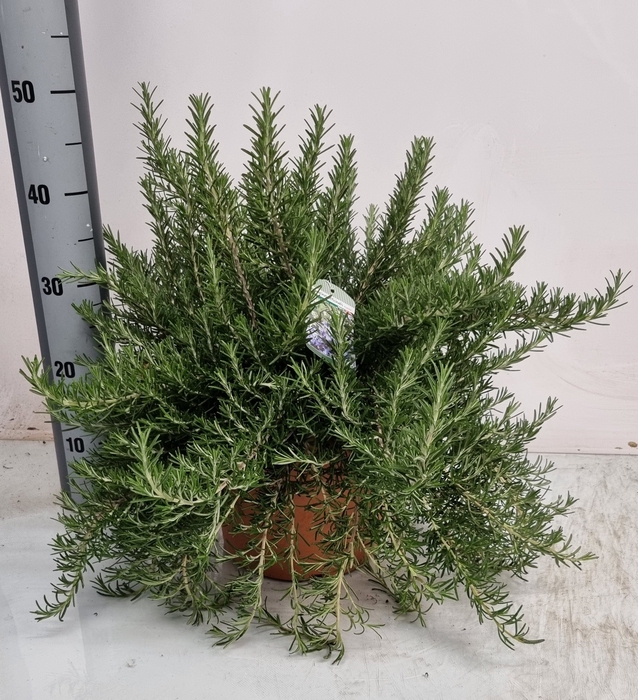 <h4>ROSMARIN OF PROSTRAT</h4>
