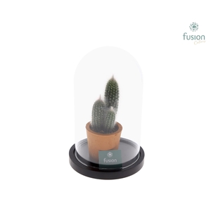 Glas Stolp met plateau Medium zwart met Cactus