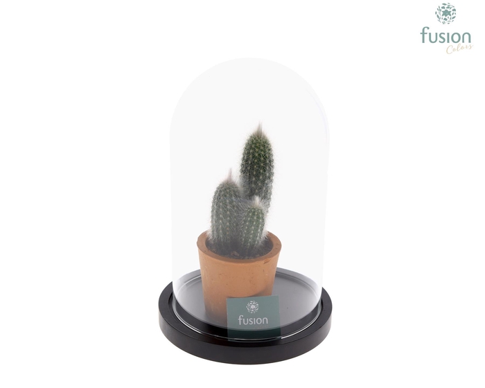 <h4>Glas Stolp met plateau Medium zwart met Cactus</h4>