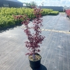 Acer palmatum Bloodgood