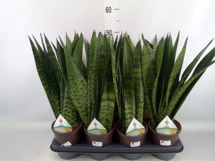 <h4>Sansevieria zeylanica</h4>