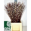 Salix Wilgenkatjes