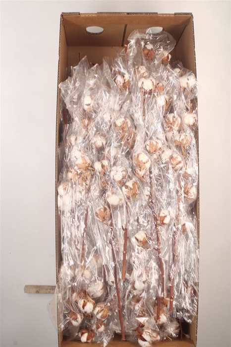 Gossipium Hirsutum White 8-10