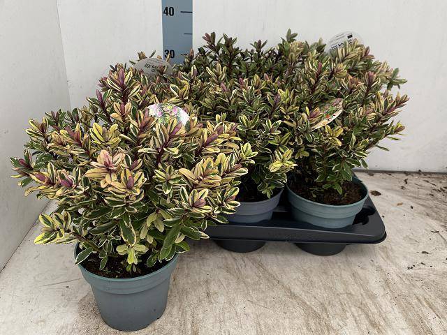 <h4>HEBE TRICOLOR</h4>