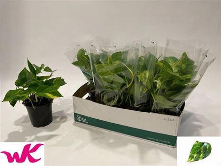 <h4>Epipr Aureum</h4>