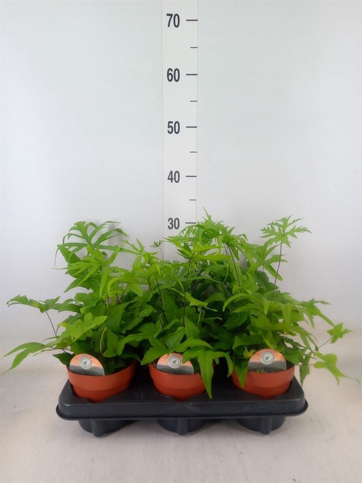 <h4>Doryopteris pedata</h4>