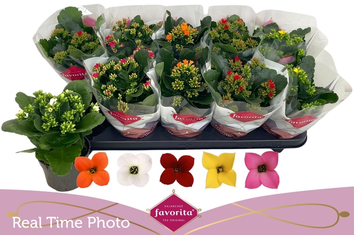 <h4>KAL EN GEM 5 KL</h4>