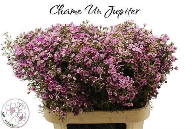 <h4>CHAME UN JUPITER</h4>