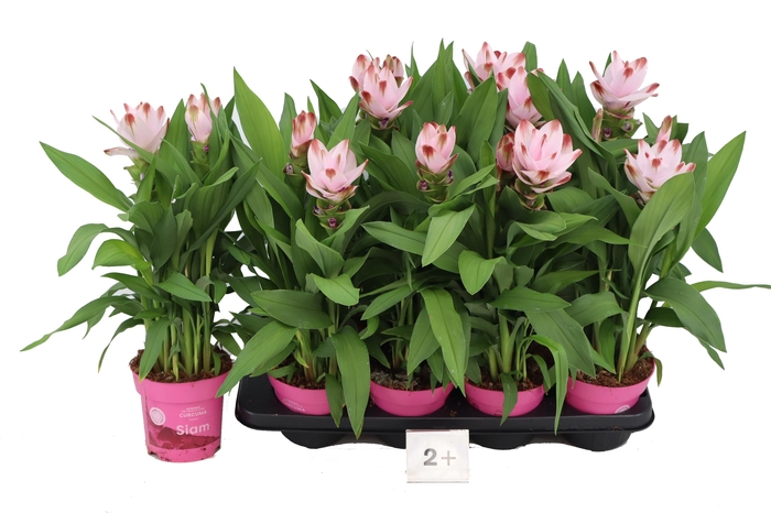 <h4>CURCU AL SIAM SALSA</h4>