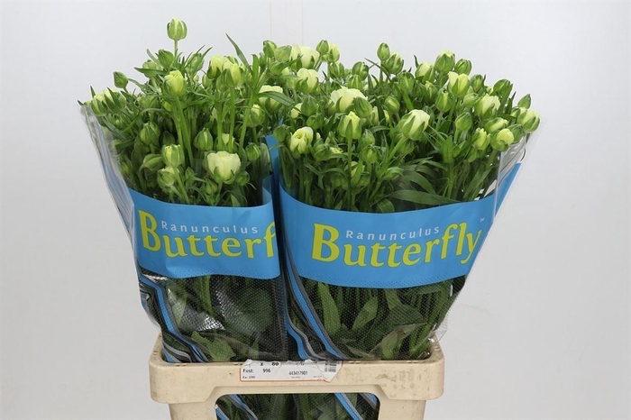 <h4>Ranunculus Butterfly Graces</h4>