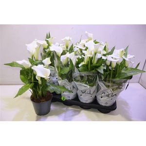 arr8 Zant Capt Fresco