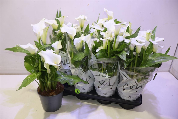 <h4>arr8 Zant Capt Fresco</h4>