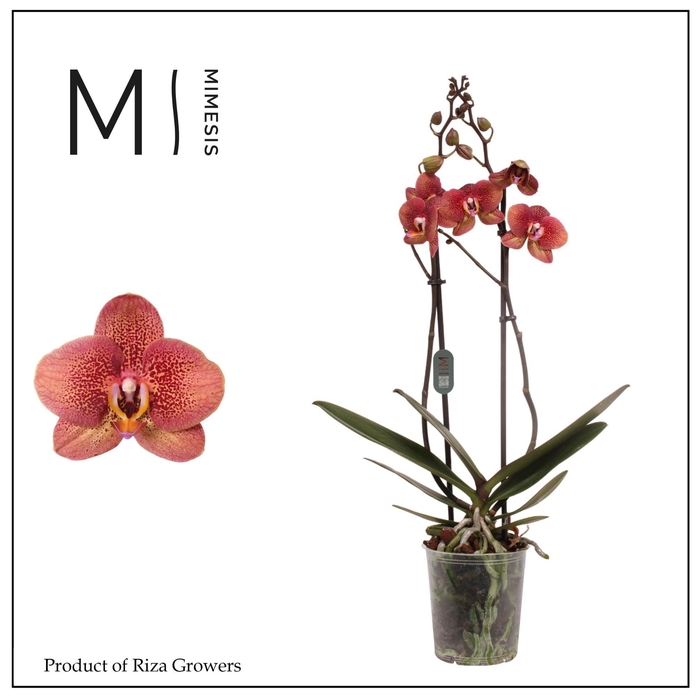 <h4>Phalaenopsis Toulon 2 spike - 12cm | Mimesis</h4>