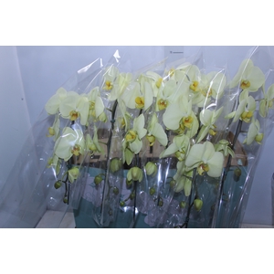 PHALAENOPSIS CASCATA ESPECIAL P15 AMARELO MIN 8 FLS