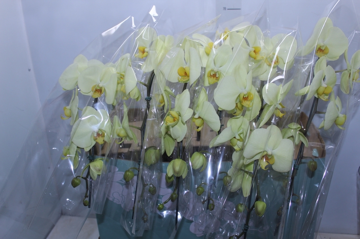 <h4>PHALAENOPSIS CASCATA ESPECIAL P15 AMARELO MIN 8 FLS</h4>