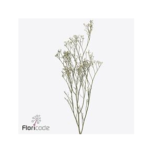 Limonium caspium white neto