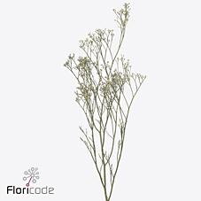 <h4>Limonium caspium white neto</h4>