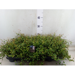 Muehlenbeckia com. 'Mao'ri'