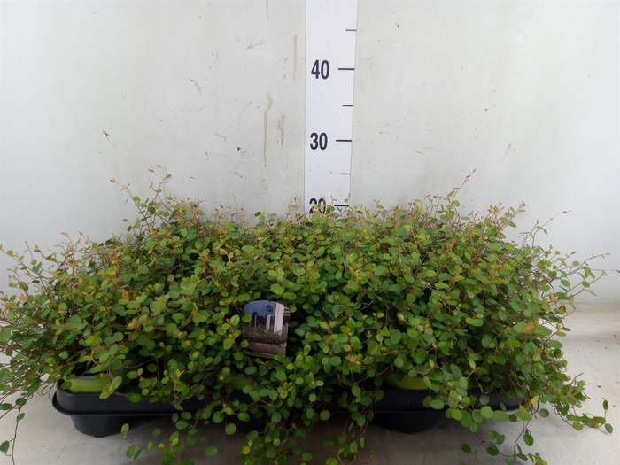 <h4>Muehlenbeckia com. 'Mao'ri'</h4>
