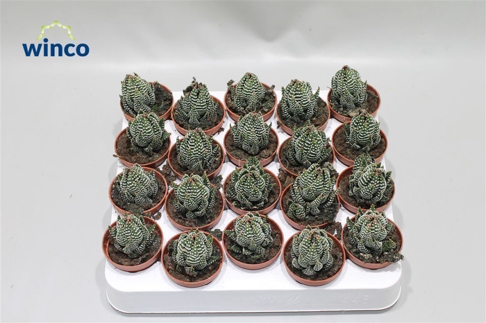 <h4>Haworthia Superfaciata</h4>