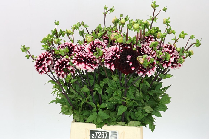 <h4>Dahlia Yara</h4>