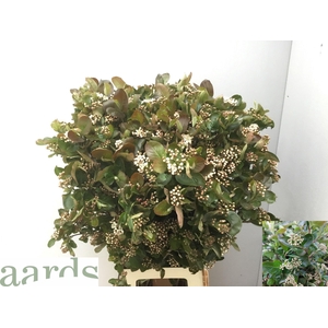 ARONIA MELANOCAR BLD