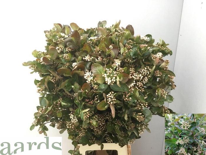 <h4>ARONIA MELANOCAR BLD</h4>