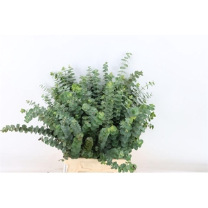 Euca Baby Blue Short 150gr S A P Bunch