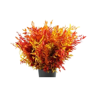Gestabiliseerd Ruscus Mix
