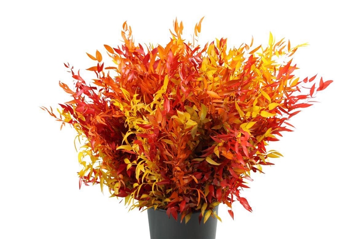 <h4>Gestabiliseerd Ruscus Mix</h4>