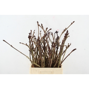 AESCULUS HIPPOC TAK 70CM